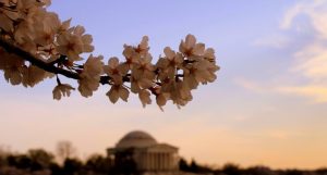 U.S. Capitol during cherry blossom season represents the idea of government innovation